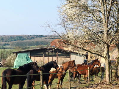 Bild 32 aus  Gutshof Hungerburg