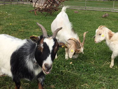 Bild 8 aus  Ferienbauernhof Loch