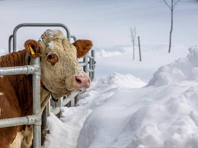 Bild 19 aus  An Webers Stoag