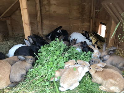 Bild 39 aus  Landkulturhof Glücksbringer