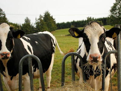 Bild 8 aus  Bernis Ferienhaus