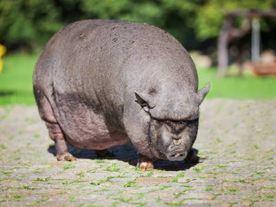 Bild 23 aus  Gutshof Dragefeld