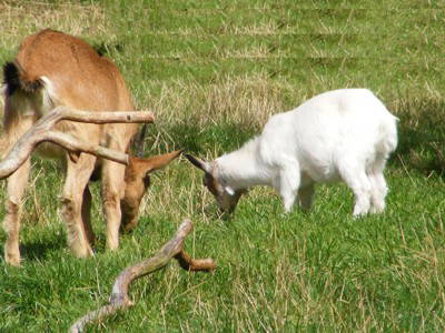 Bild 12 aus  Ferienhof Röhling