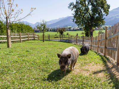 Bild 13 aus  Narzenhof Chalets, Familien & luxus Apartments am Bauernhof, Kitzbühler Alpen