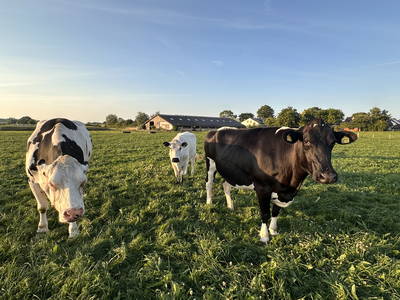 Bild 4 aus  Hof Belvedere an der Ostsee
