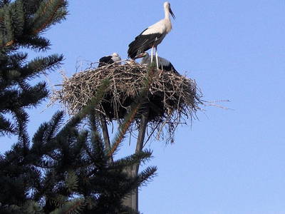Bild 15 aus  Ferienhof Tillich - Erholsamer Landurlaub nahe dem Spreewald