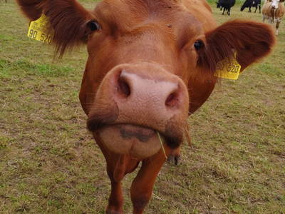 Bild 14 aus  Biohof Casa Rural