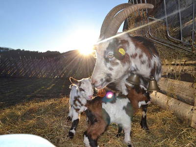 Bild 26 aus  Landselection Appartement Arnoldgut