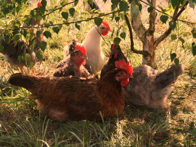 Bild 17 aus  Backhaus Grüntal