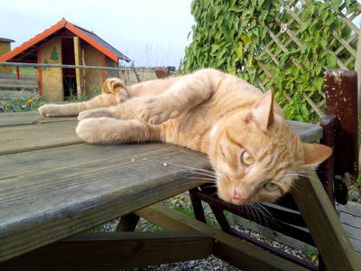 Bild 41 aus  Ahoi Ostsee:  Bauernhof und OstseeUrlaub - Ferienhof Becker in Dahme