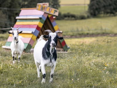 Bild 14 aus  Ferienhof Jakob, Rohrhof