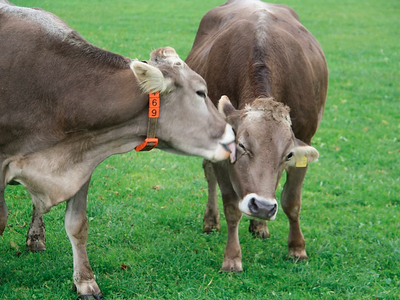 Bild 17 aus  Reicharthof