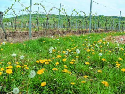 Bild 41 aus  FamilienWeinGut Feser mit Ferienwohnungen, Vinothek und Erlebnis am Jakobsweg-Rheinhessen