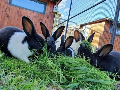 Bild 32 aus  Ferienhof Wolschendorf