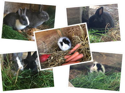 Bild 17 aus  Hof Thomsen