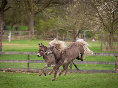 Bild 2 aus  Pension Eichenhof , Räderloh