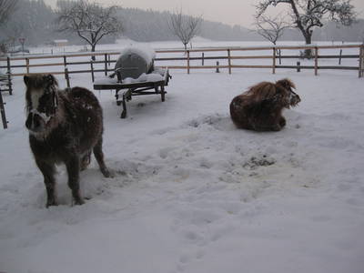 Unsere Ponys im Schnee.