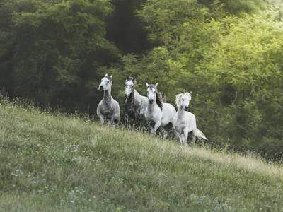 Bild 24 aus  Rancone Lodges