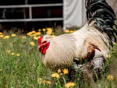 Bild 6 aus  Wieserhof