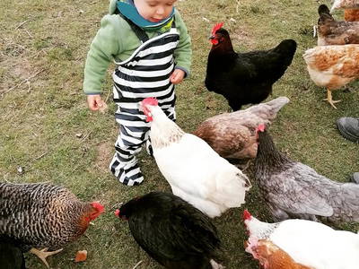 Bild 6 aus  Ferienhof Bentele