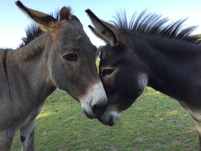 Bild 13 aus  Ferienhof Lorenzen