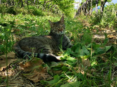 Bild 18 aus  Finkenhof