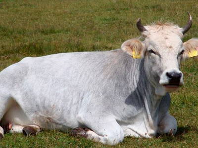 Bild 11 aus  Platzerhof