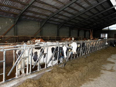 Blick in den Kuhstall