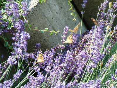 Bild 37 aus  Ferienhof Rösch