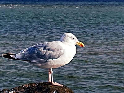 Bild 92 aus  Ostsee Ferienhof Kluvetasch