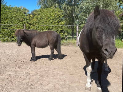 Unsere Ponys Puffel und Sammy