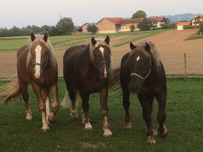 Bild 18 aus  Ferienhof Fink