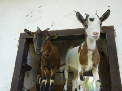 Bild 33 aus  Der Ofenmacherhof  Urlaub am Bauernhof