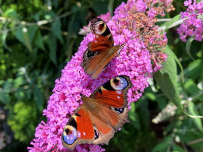 Bild 24 aus  Gut Büchenau  -  Auszeit für Erholungsuchende & Naturliebhaber
