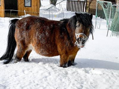 Bild 15 aus  Ferienhof Ritter im Harz