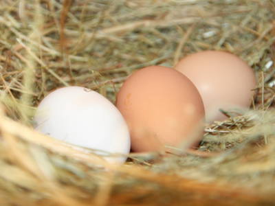 Bild 21 aus  Luftsnapper & Fellnasen