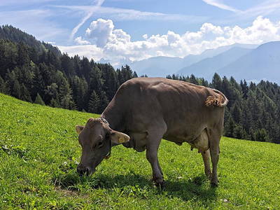 Bild 41 aus  Ratscheinerhof