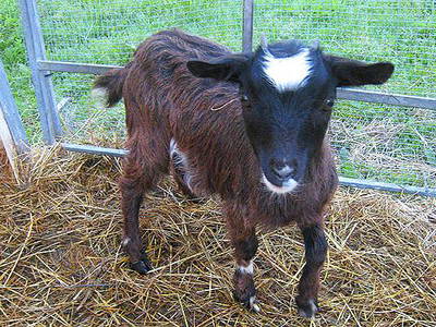 Bild 17 aus  Bauniglerhof