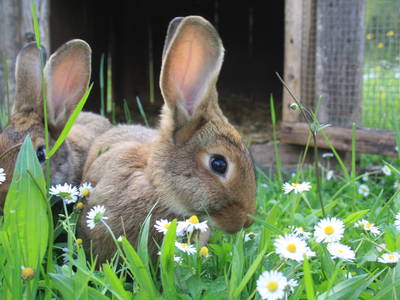 Bild 13 aus  Ferienhof Larrieder Mühle