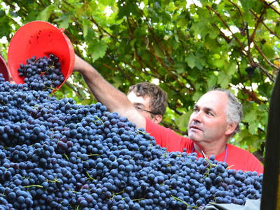 Bild 11 aus  Finkenhof