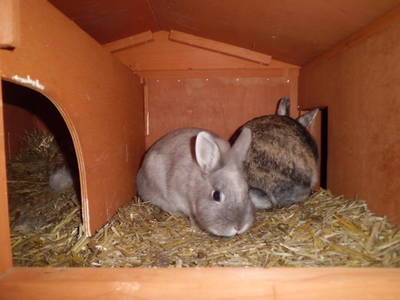 Bild 8 aus  Mayerhof