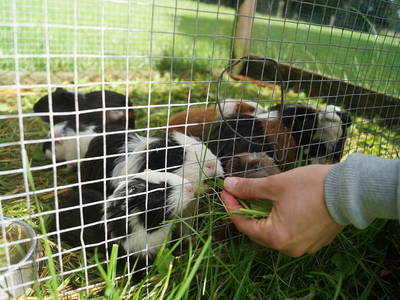 Bild 11 aus  Landhaus Ibs, direkt an der Nordsee