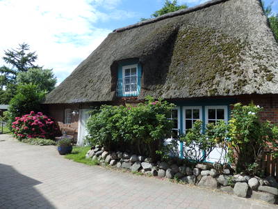 Bild 2 aus  Fjordgestüt Süderstapel GbR