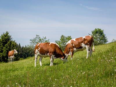 Bild 38 aus  Schweizermichelhof