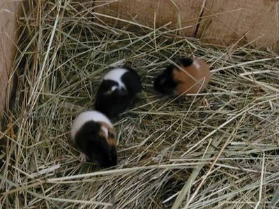 Bild 18 aus  Burgstallhof