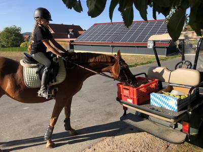 Bild 30 aus  Reitschule Fuchsenhof FN