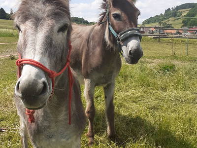 Bild 20 aus  Familienbauernhof Faß
