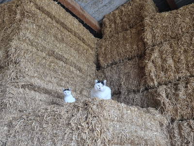 Bild 19 aus  Bauernhof Härtel