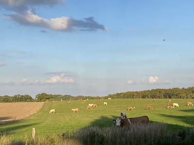 Bild 16 aus  Der Schafstall