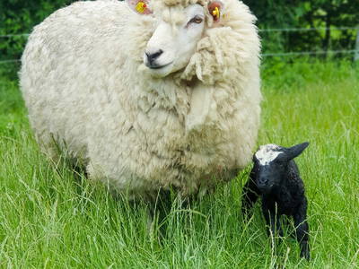 Bild 27 aus  Ferienhof   Witte Haubarg                -  2025 Beliebtester Ferienhof für Familienurlaub